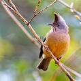 Stripe-throated Yuhina (Yuhina gularis)
