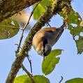White-tailed Nuthatch (Sitta himalayensis)