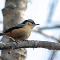 White-tailed Nuthatch (Sitta himalayensis)