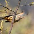 Rufous-vented Yuhina (Yuhina occipitalis)
