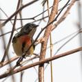 Fire-breasted Flowerpecker (Dicaeum ignipectus)
