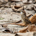 Puff-throated Babbler (Pellorneum ruficeps)