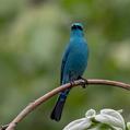 Verditer Flycatcher (Eumyias thalassinus)