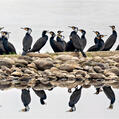 Great Cormorant (Phalacrocorax carbo)