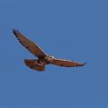 Brown Falcon (Falco berigora)