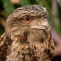 Tawny Frogmouth (Podargus strigoides)