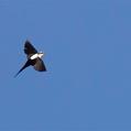 White-backed Swallow (Cheramoeca leucosterna)