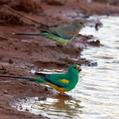 Mulga Parrot (Psephotellus varius)