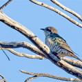 Horsfield's Bronze Cuckoo (Chrysococcyx basalis)