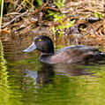 New Zealand Scaup (Aythya novaeseelandiae)