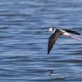 Pied Stilt (Himantopus leucocephalus)