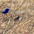 White-winged Fairywren (Malurus leucopterus)