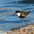 Red-kneed Dotterel (Erythrogonys cinctus)