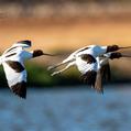 Red-necked Avocet (Recurvirostra novaehollandiae)