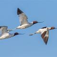 Red-necked Avocet (Recurvirostra novaehollandiae)