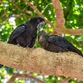 Red-tailed Black Cockatoo (Calyptorhynchus banksii)
