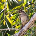 Rufous Songlark (Cincloramphus mathewsi)
