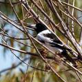 Pied Butcherbird (Cracticus nigrogularis)