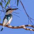Red-backed Kingfisher (Todiramphus pyrrhopygius)