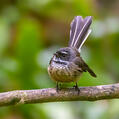 New Zealand Fantail (Rhipidura fuliginosa)