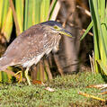 Nankeen Night Heron (Nycticorax caledonicus)