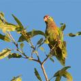 Varied Lorikeet (Psitteuteles versicolor)