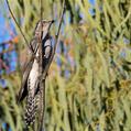 Pallid Cuckoo (Cacomantis pallidus)