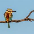 Red-backed Kingfisher (Todiramphus pyrrhopygius)