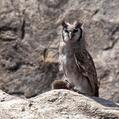 Verreaux's Eagle-Owl (Bubo lacteus)