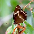 Common Eggfly (Hypolimnas bolina)