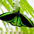 Cairns Birdwing (Ornithoptera euphorion)