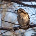 Horsfield's Bronze Cuckoo (Chrysococcyx basalis)