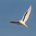 Letter-winged Kite (Elanus scriptus)