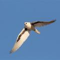 Letter-winged Kite (Elanus scriptus)