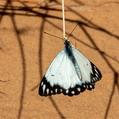 Caper White (Belenois java)
