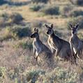Western Gray Kangaroo (Macropus fuliginosus)