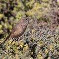 Western Grasswren (Amytornis textilis)