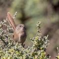 Western Grasswren (Amytornis textilis)