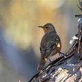 Rufous Treecreeper (Climacteris rufus)