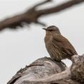 Brown Treecreeper (Climacteris picumnus)