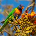 Rainbow Lorikeet (Trichoglossus moluccanus)