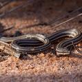 Burton's Snake-lizard, Burton's Legless Lizard (Lialis burtonis)