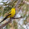 Regent Parrot (Polytelis anthopeplus)