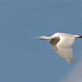Yellow-billed Spoonbill (Platalea flavipes)
