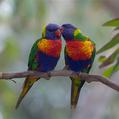 Rainbow Lorikeet (Trichoglossus moluccanus)