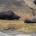 Afro-Australian Fur Seal (Arctocephalus pusillus)