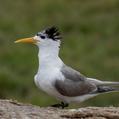 Greater Crested Tern (Thalasseus bergii)