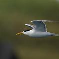 Greater Crested Tern (Thalasseus bergii)