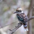 Laughing Kookaburra (Dacelo novaeguineae)