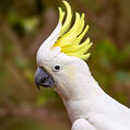 Sulphur-crested Cockatoo (Cacatua galerita)